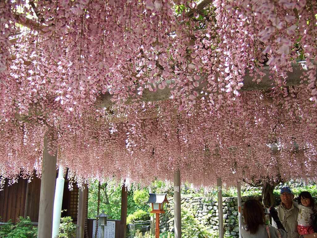 紫色的漂亮・5月北九州藤花盛開的河內藤園