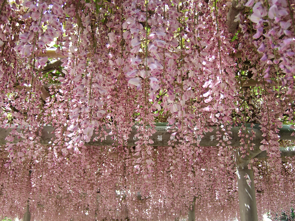 紫色的漂亮 5月北九州藤花盛開的河內藤園 辣蛋糕福岡生活手帖 辛いケーキの福岡生活手帖 痞客邦