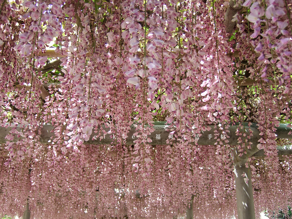 紫色的漂亮・5月北九州藤花盛開的河內藤園