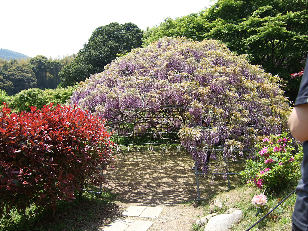 紫色的漂亮・5月北九州藤花盛開的河內藤園