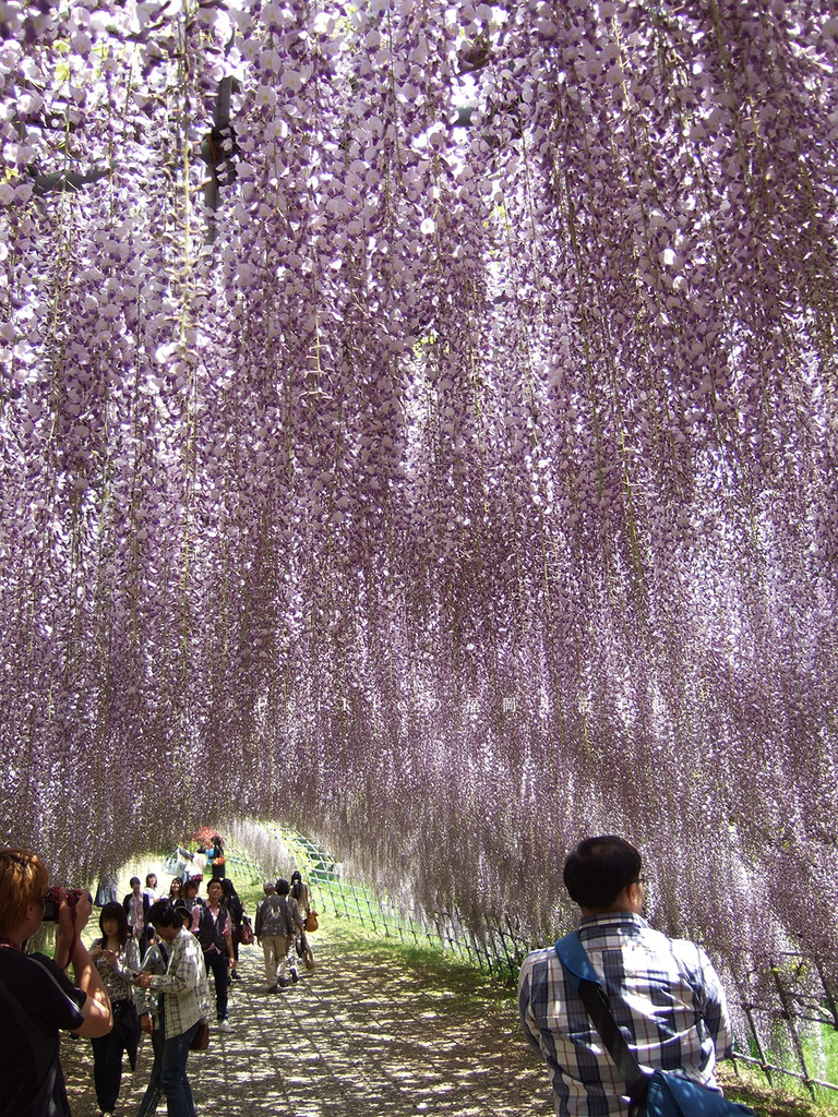 紫色的漂亮・5月北九州藤花盛開的河內藤園