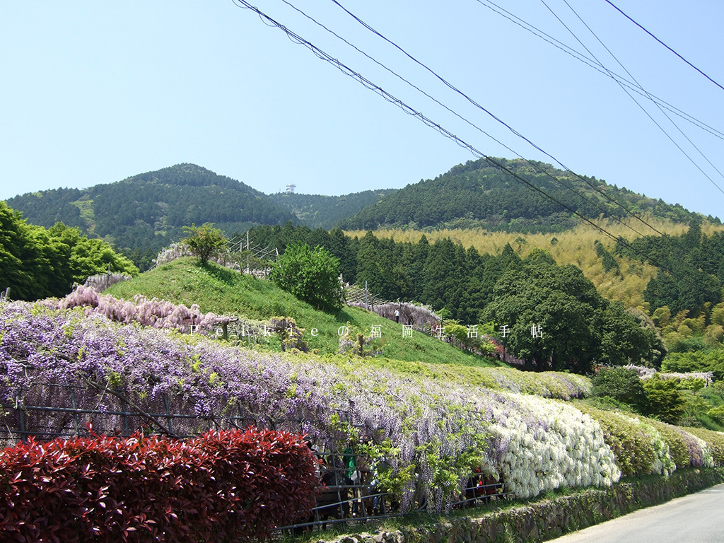 紫色的漂亮・5月北九州藤花盛開的河內藤園