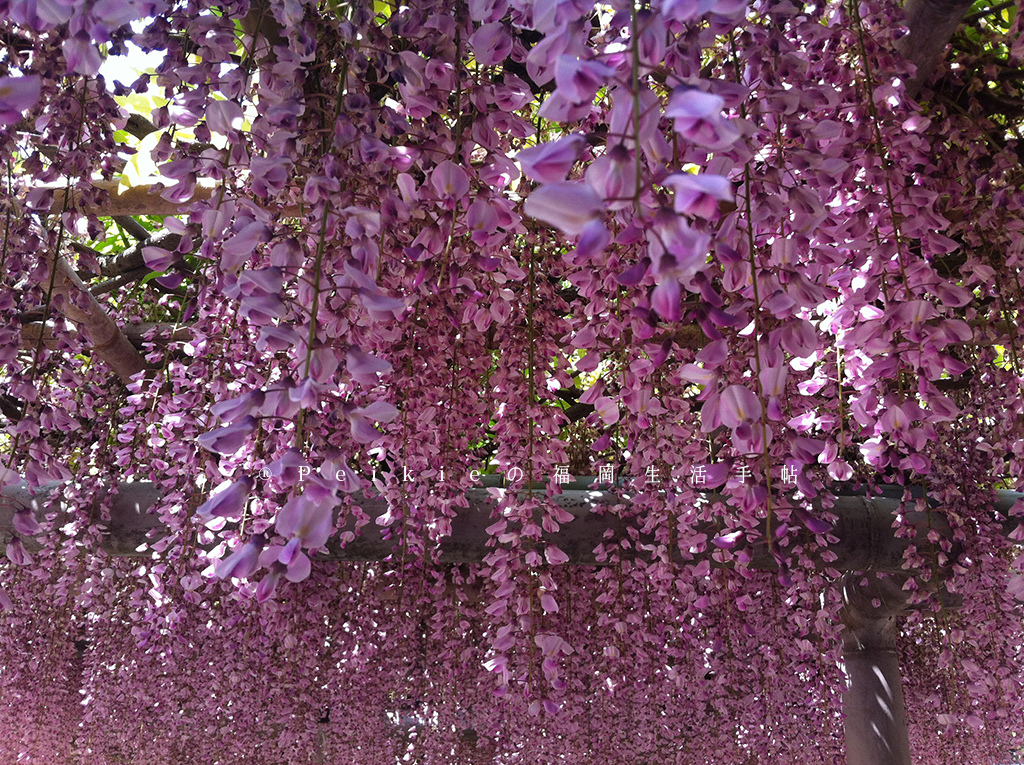 紫色的漂亮・5月北九州藤花盛開的河內藤園