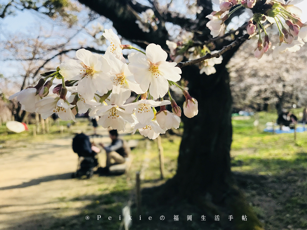 210803福岡追櫻花。舞鶴公園西公園還有不知名的小公園