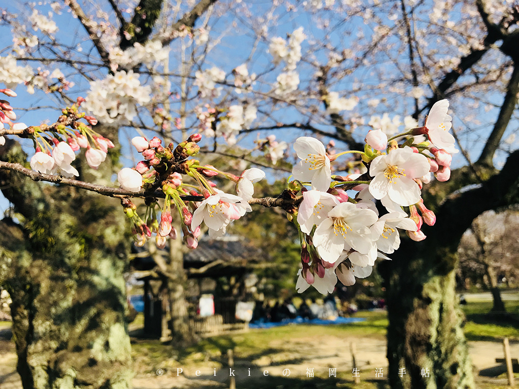 210803福岡追櫻花。舞鶴公園西公園還有不知名的小公園