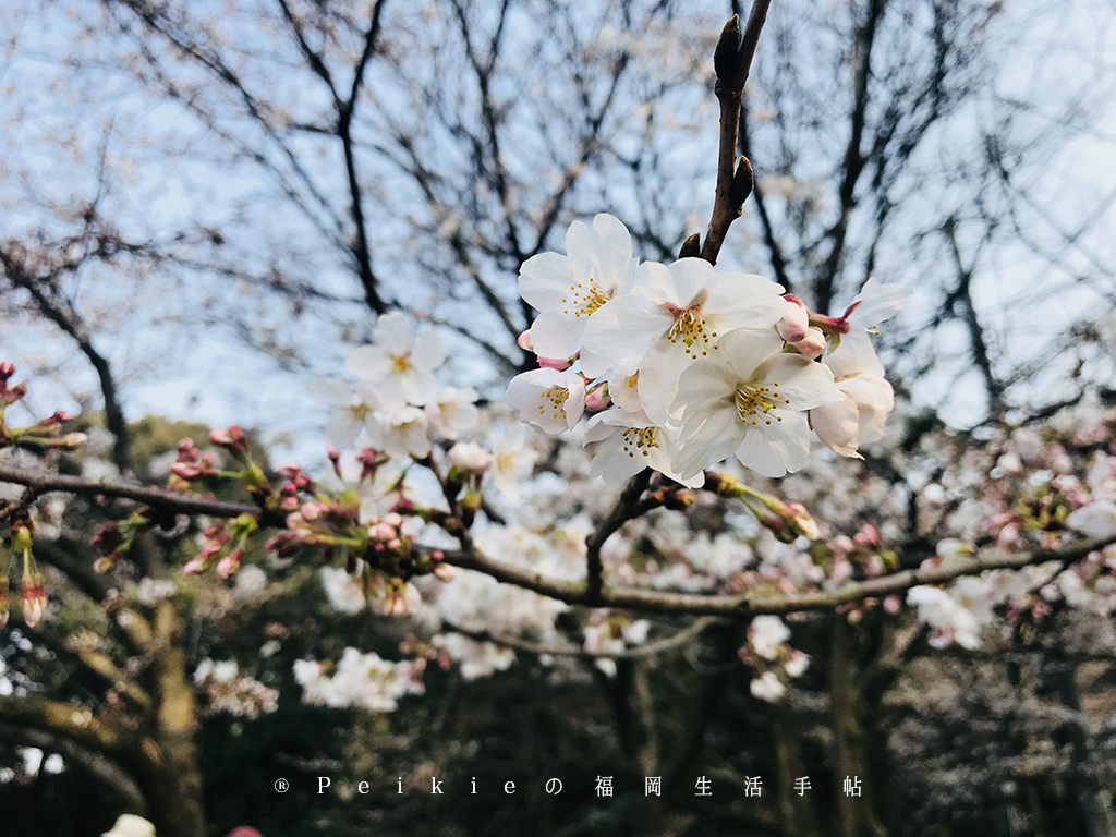 210803福岡追櫻花。舞鶴公園西公園還有不知名的小公園