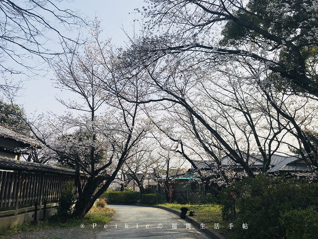 210803福岡追櫻花。舞鶴公園西公園還有不知名的小公園