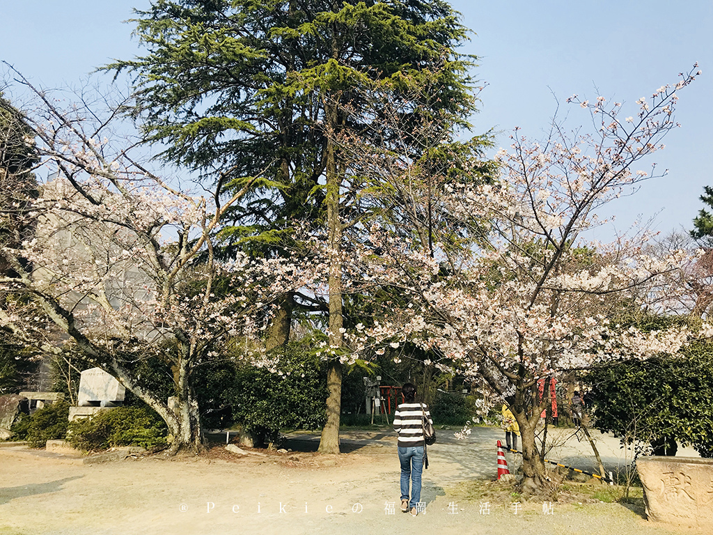 210803福岡追櫻花。舞鶴公園西公園還有不知名的小公園