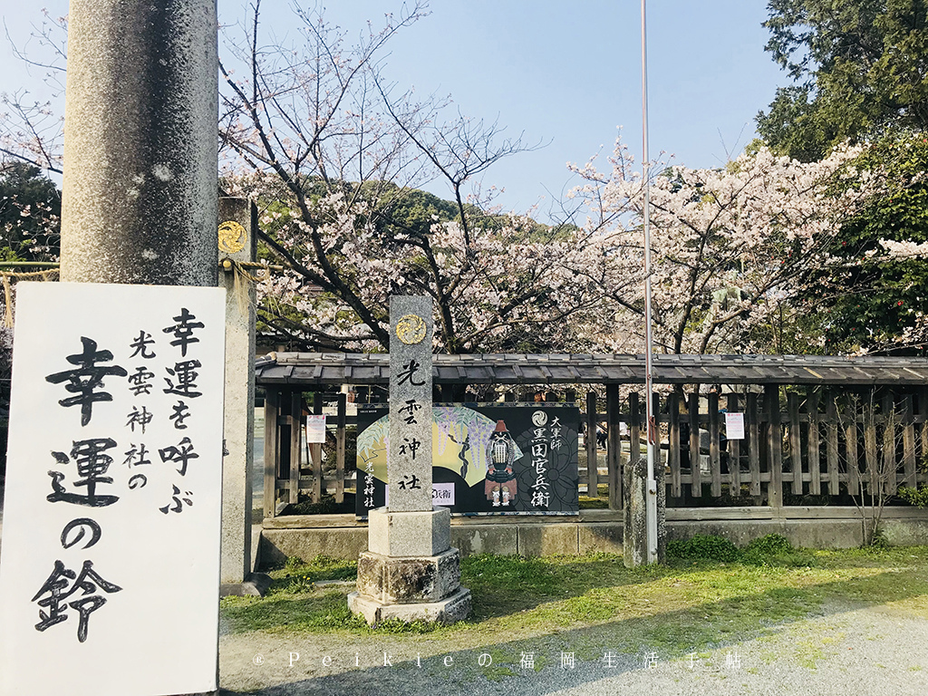 210803福岡追櫻花。舞鶴公園西公園還有不知名的小公園