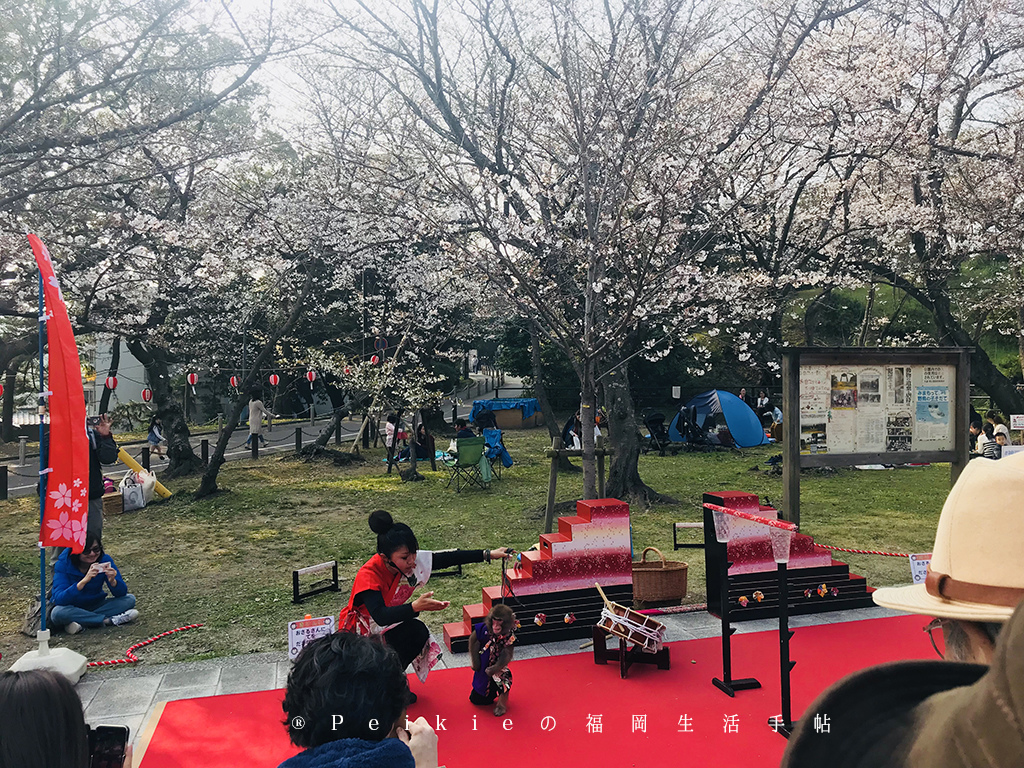 210803福岡追櫻花。舞鶴公園西公園還有不知名的小公園