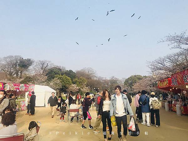 210803福岡追櫻花。舞鶴公園西公園還有不知名的小公園