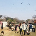 210803福岡追櫻花。舞鶴公園西公園還有不知名的小公園