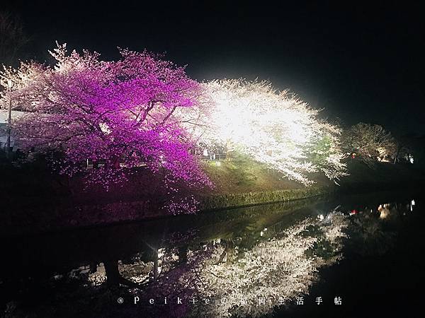 2018福岡追櫻花。舞鶴公園西公園