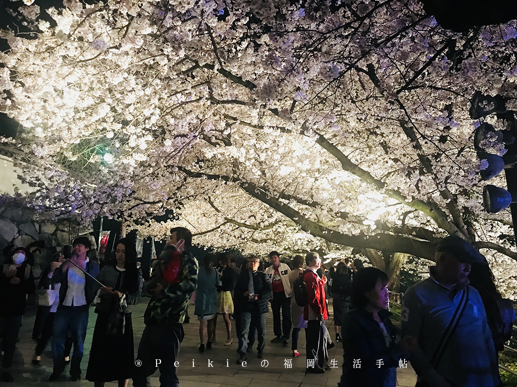 2018福岡追櫻花。舞鶴公園西公園