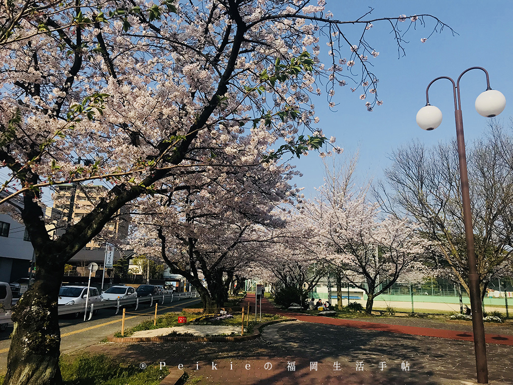 2018福岡追櫻花。舞鶴公園西公園