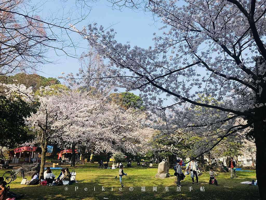 2018福岡追櫻花。舞鶴公園西公園