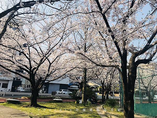 2018福岡追櫻花。舞鶴公園西公園