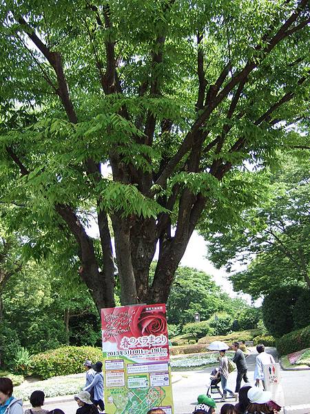 福岡市植物園玫瑰花展