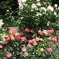 福岡市植物園玫瑰花展