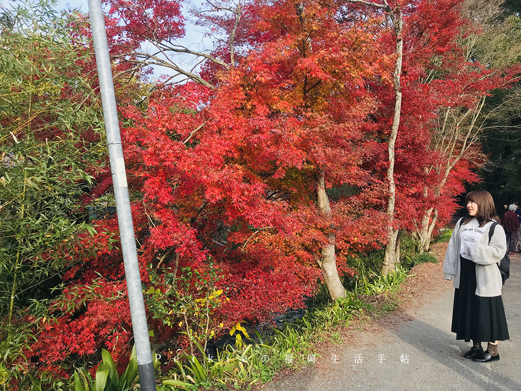 福岡・朝倉紅葉狩り・秋月城跡