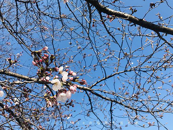 2019三月底四月初福岡櫻花季散策