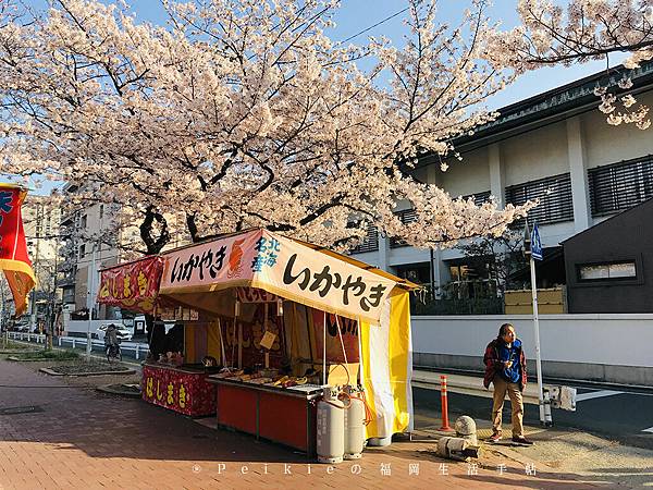 2019三月底四月初福岡櫻花季散策