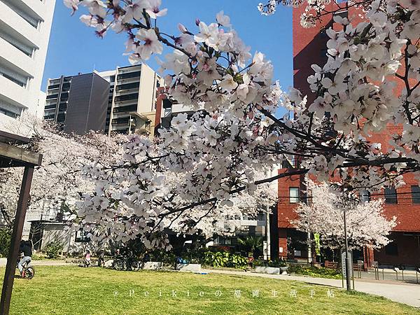 2019三月底四月初福岡櫻花季散策