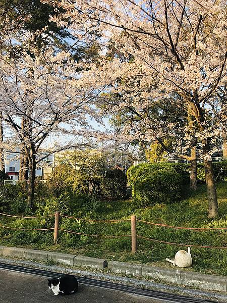 2019三月底四月初福岡櫻花季散策