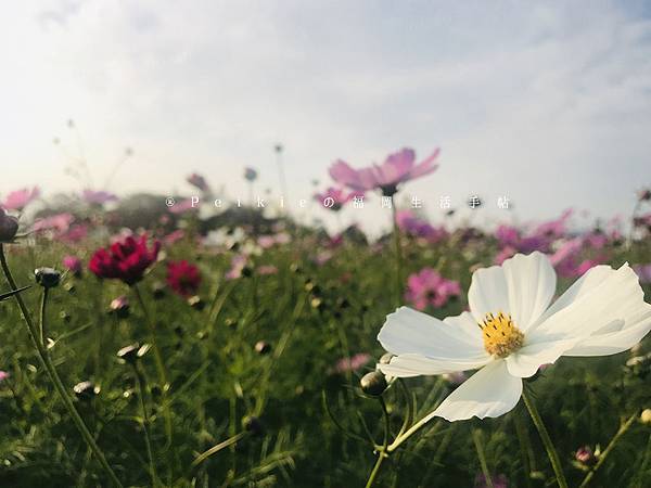 福岡縣小郡麒麟啤酒工廠見學參觀