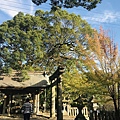 九州大分縣日田的千年灯祭典，日田小鎮秋季散策