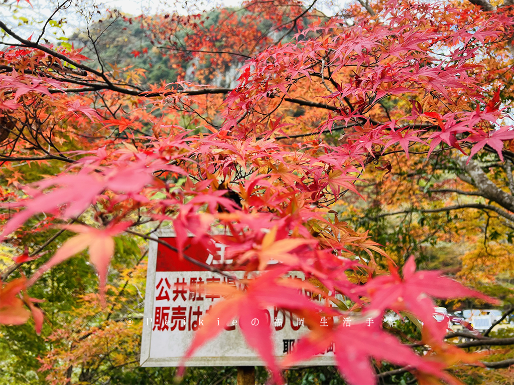 2021年大分県中津一目八景、御霊もみじ、汽車ボッボ、鬼太郎鱧料理 2021年大分県中津一目八景、御霊もみじ、汽車ボッボ、鬼太郎鱧料理