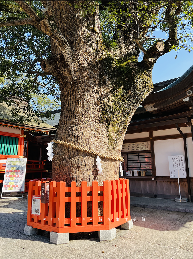 大分縣宇佐神宮、五百羅漢、鱉火鍋料理