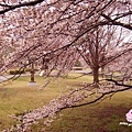 DSCF8111.jpg