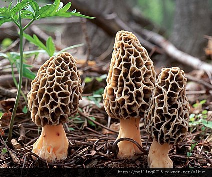 Morchella esculenta 23
