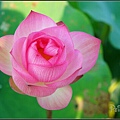 DSC01634.jpg