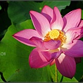 DSC01705.jpg