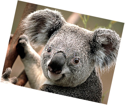 Koala