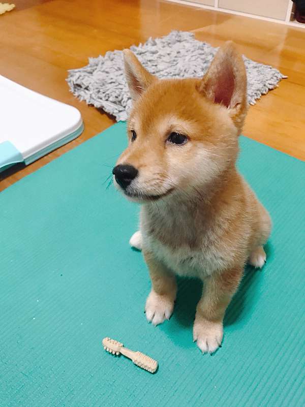 寵物個性 養柴犬全攻略 你應該知道的六件事 柴犬好養嗎 個性 飼養指南 柴犬toby Nana の隨意窩 痞客邦