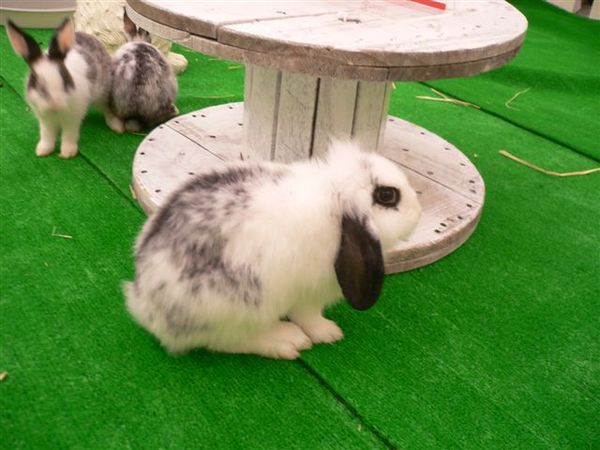 43_AsRabbit的兔子.JPG