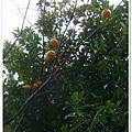 169_橘子樹.JPG