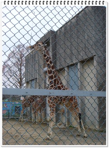 286_京都動物園.JPG