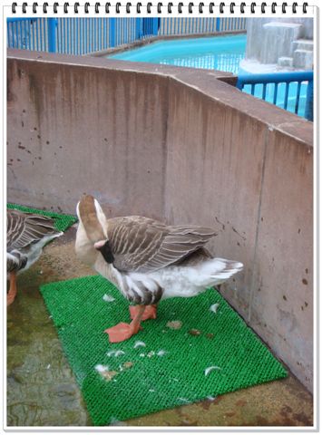 292_京都動物園.JPG