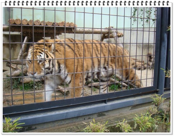 317_京都動物園.JPG