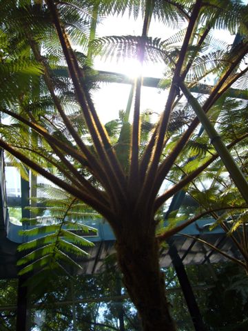 植物園裡的蕨類，毛毛樹!!