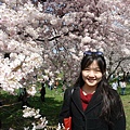 cherry03.JPG