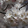 cherry05.JPG