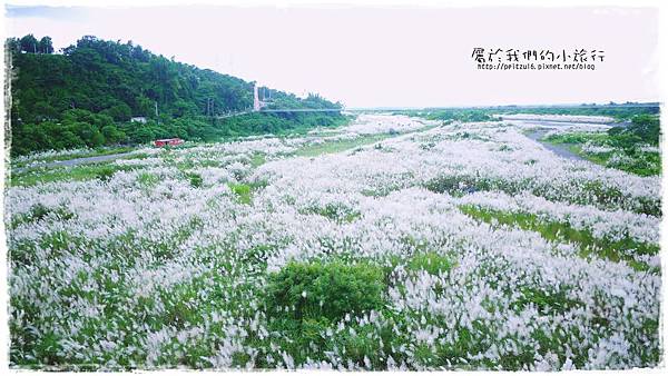 芒花 芒花