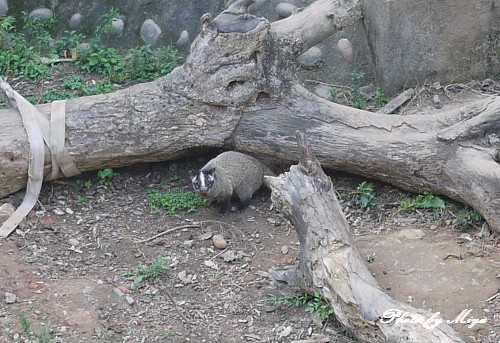 新竹動物園P1040901.jpg