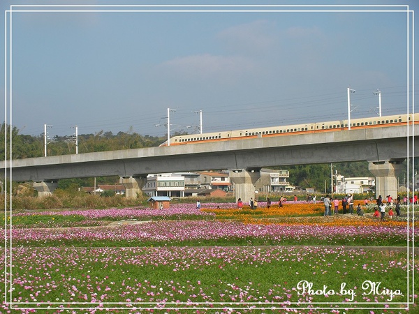 通宵花海SANY0576.jpg