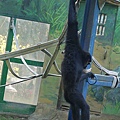 新竹動物園P1040884.jpg